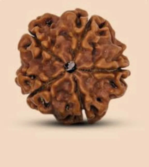 9 Mukhi Rudraksha
