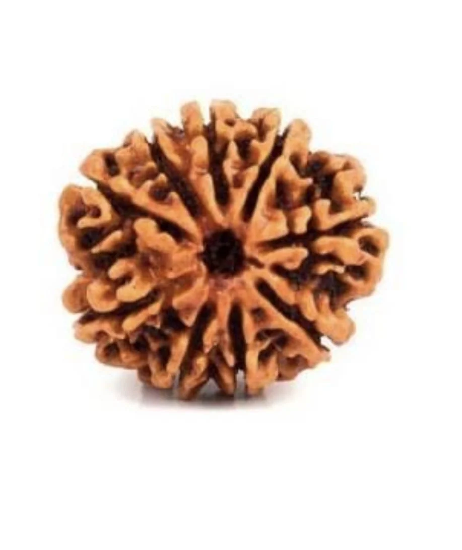 9 Mukhi Rudraksha