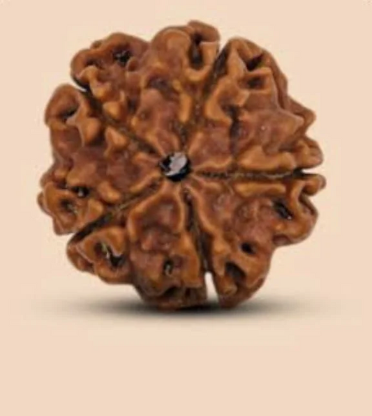 55 Mukhi Rudraksha