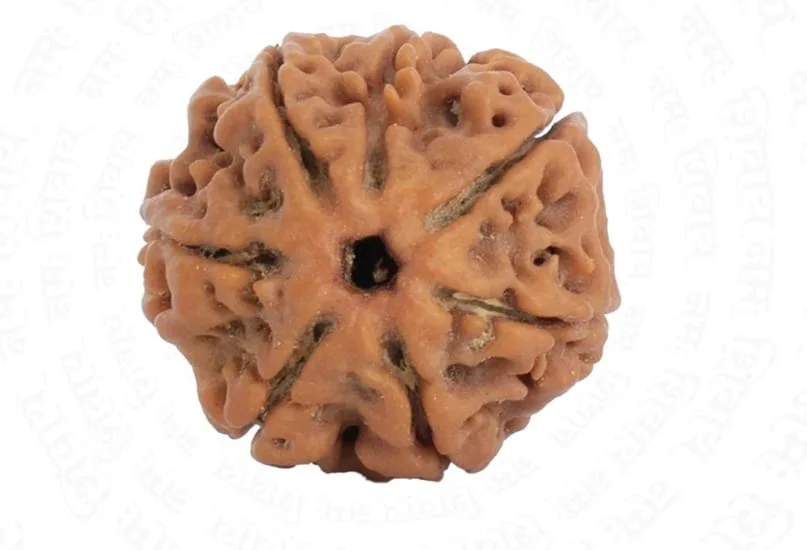 7 Mukhi Rudraksha