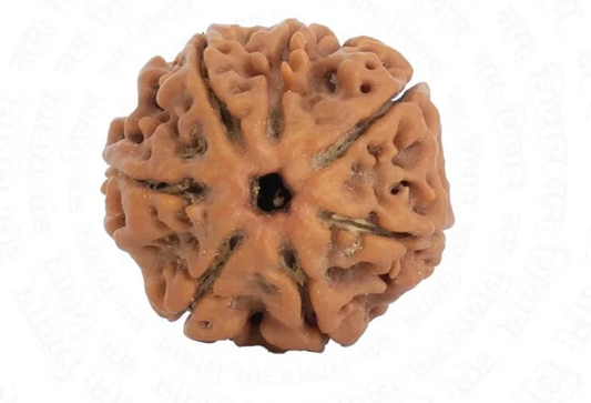 7 Mukhi Rudraksha