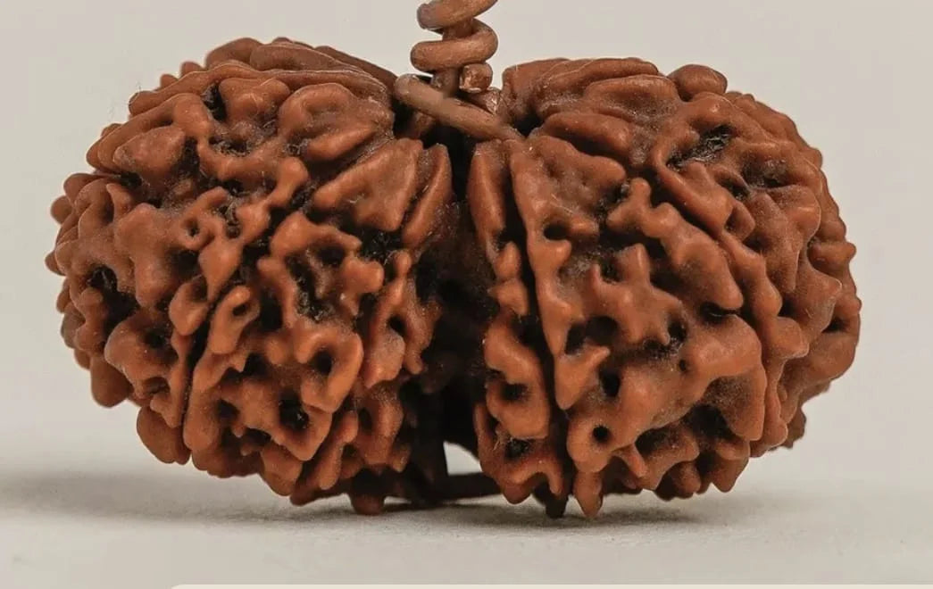 9 Mukhi Rudraksha